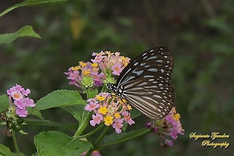 Blue Glassy Tiger Butterfly, Ideopsis vulgaris "sucking nectar on Lantana Camara flowers"  Blue Glassy Tiger,Geotagged,Ideopsis vulgaris,Indonesia,Summer