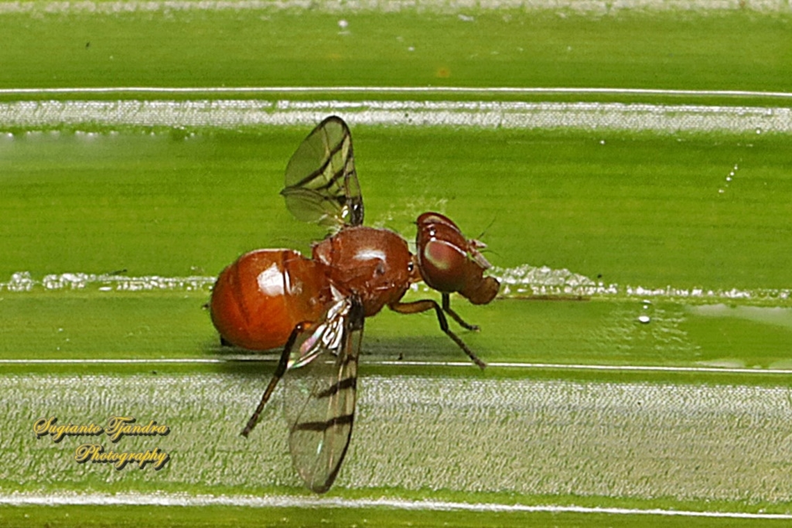 Signal fly, Rivellia Sp. (family Platystomatidae)  Geotagged,Indonesia,Summer