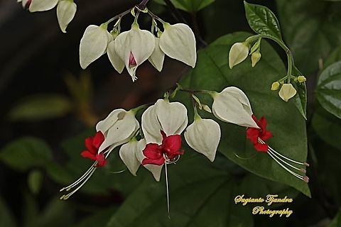 Nona makan sirih, The bleeding glory bower, Clerodendrum thomsoniae  Bleeding glory-bower,Clerodendrum thomsoniae,Geotagged,Indonesia,Summer