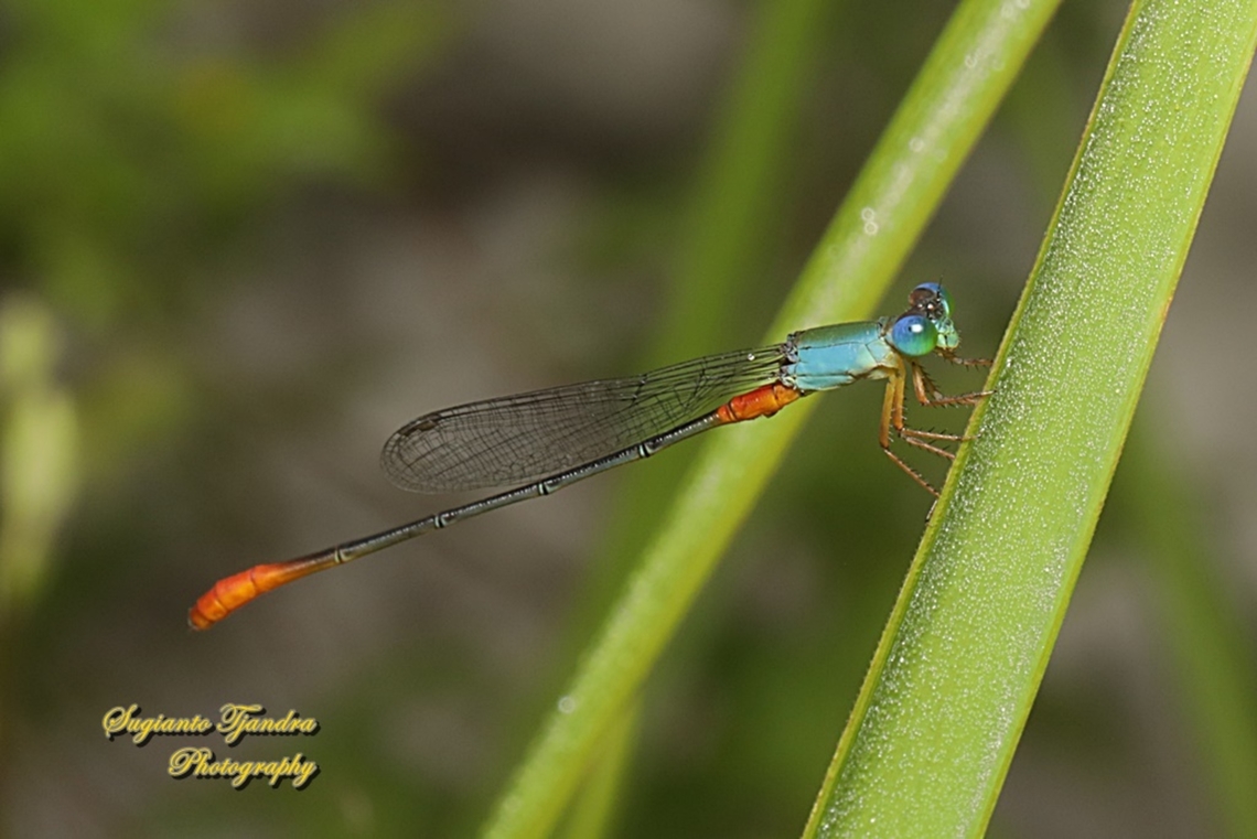 The Ornate Coraltail, Ceriagrion cerinorubellum  Bi-coloured damsel,Ceriagrion cerinorubellum,Geotagged,Indonesia,Summer