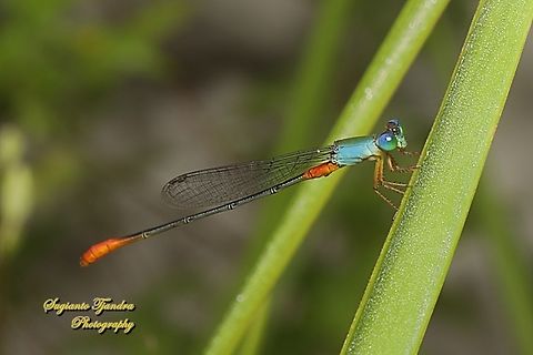 The Ornate Coraltail, Ceriagrion cerinorubellum  Bi-coloured damsel,Ceriagrion cerinorubellum,Geotagged,Indonesia,Summer