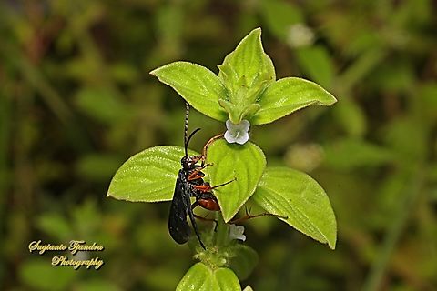 Spider Wasp, family Pompilidae  Geotagged,Indonesia,Summer