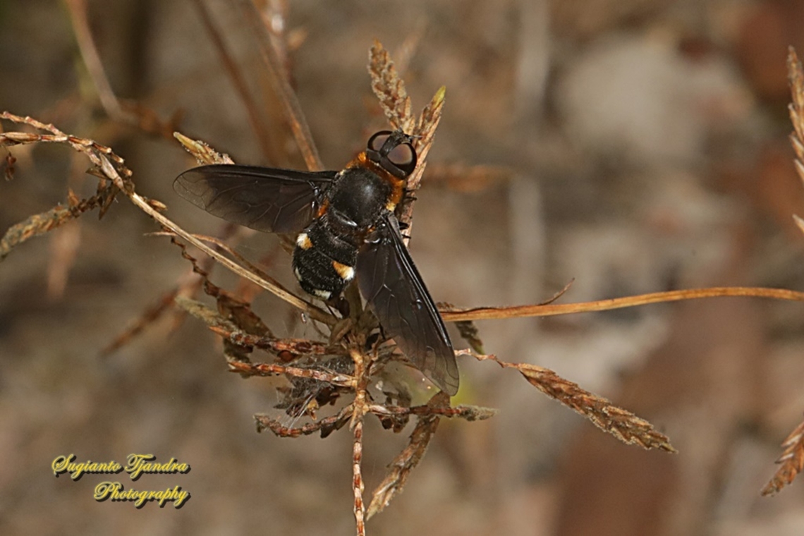 Ligyra bee fly (Ligyra tantalus), Bombyliidae  Geotagged,Indonesia,Ligyra tantalus,Summer