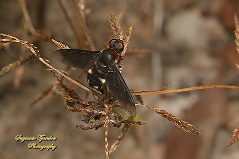 Ligyra bee fly (Ligyra tantalus), Bombyliidae  Geotagged,Indonesia,Ligyra tantalus,Summer