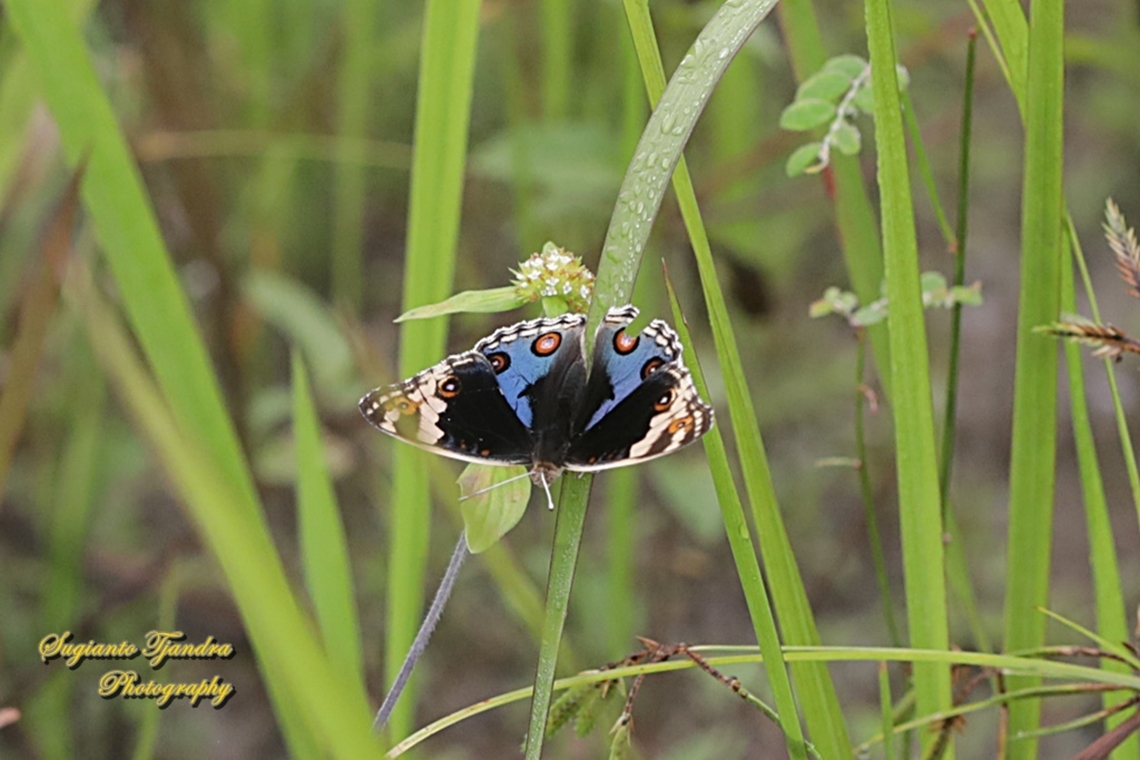 Blue Pansy Butterfly, Junonia orithya - male  Blue Argus,Geotagged,Indonesia,Junonia orithya,Summer