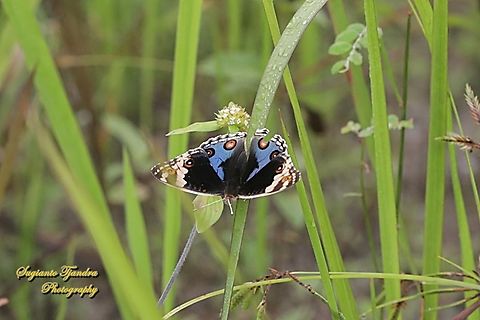 Blue Pansy Butterfly, Junonia orithya - male  Blue Argus,Geotagged,Indonesia,Junonia orithya,Summer