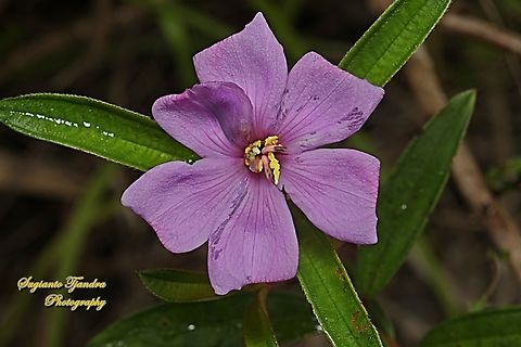 Senduduk flower, Malabar melastoma, Melastoma malabathricum  Geotagged,Indonesia,Malabar melastome,Melastoma malabathricum,Summer