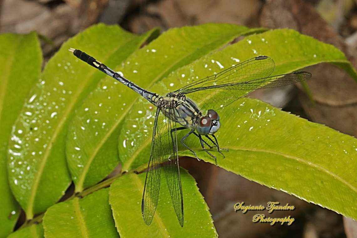 Chalky Percher dragonfly, Diplacodes trivialis, family Libellulidae  Diplacodes trivialis,Geotagged,Indonesia,Summer
