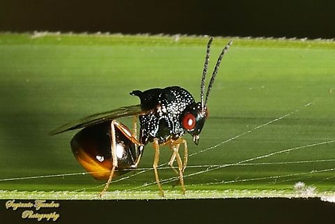 Eucharitid wasp, Stilbula Sp., Eucharitidae, superfamily Chalcidoidea  Geotagged,Indonesia,Summer