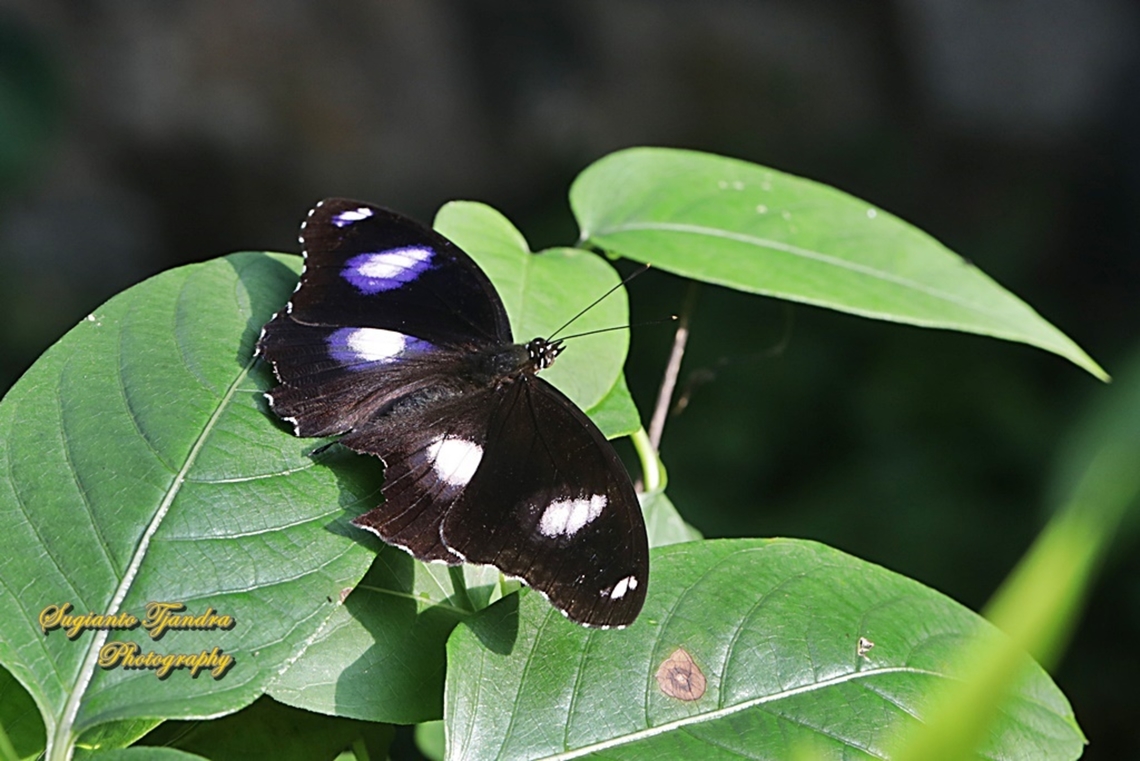 Great eggfly butterfly, Hypolimnas bolina bolina-male  Geotagged,Great eggfly,Hypolimnas bolina,Indonesia,Summer