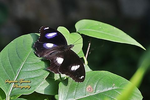 Great eggfly butterfly, Hypolimnas bolina bolina-male  Geotagged,Great eggfly,Hypolimnas bolina,Indonesia,Summer
