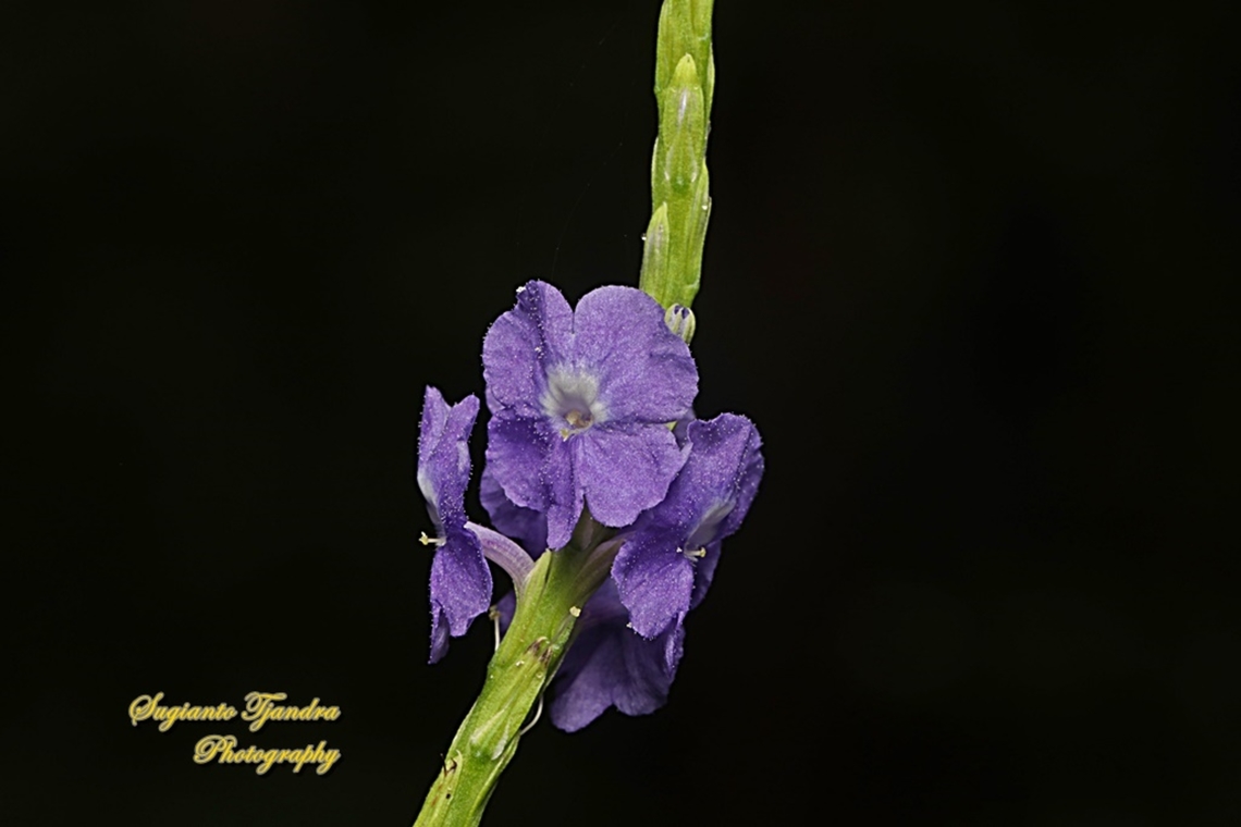 Bunga Pecut Kuda, Blue Snakeweed (Stachytarpheta jamaicensis)  Blue porterweed,Geotagged,Indonesia,Stachytarpheta jamaicensis,Summer