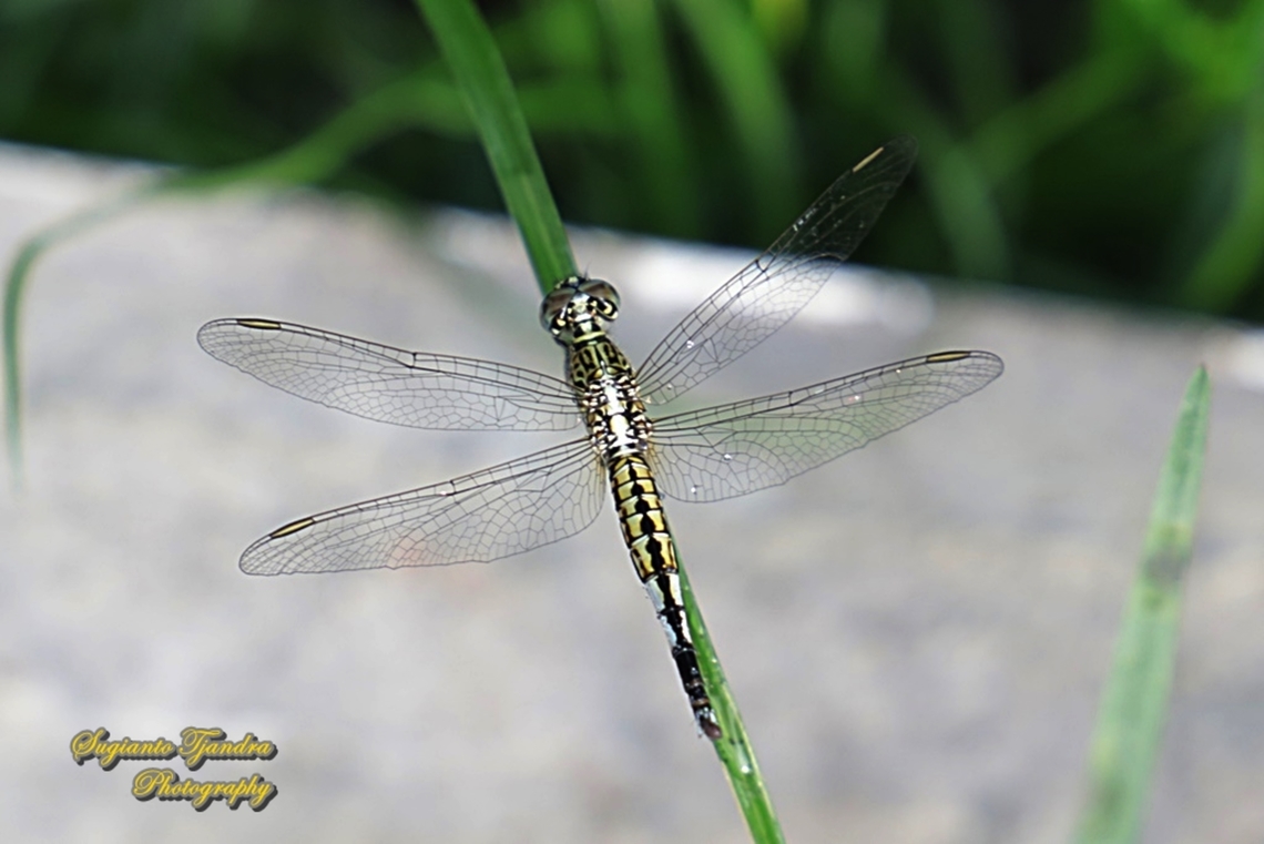Trumpet tail dragonfly, Acisoma panorpoides - Female  Acisoma panorpoides,Geotagged,Grizzled pintail,Indonesia,Summer