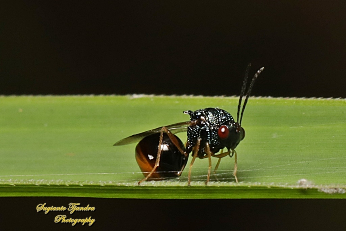 Eucharitid wasp, Stilbula Sp., Eucharitidae, superfamily Chalcidoidea  Geotagged,Indonesia,Summer