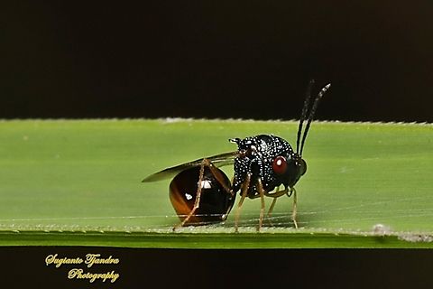 Eucharitid wasp, Stilbula Sp., Eucharitidae, superfamily Chalcidoidea  Geotagged,Indonesia,Summer