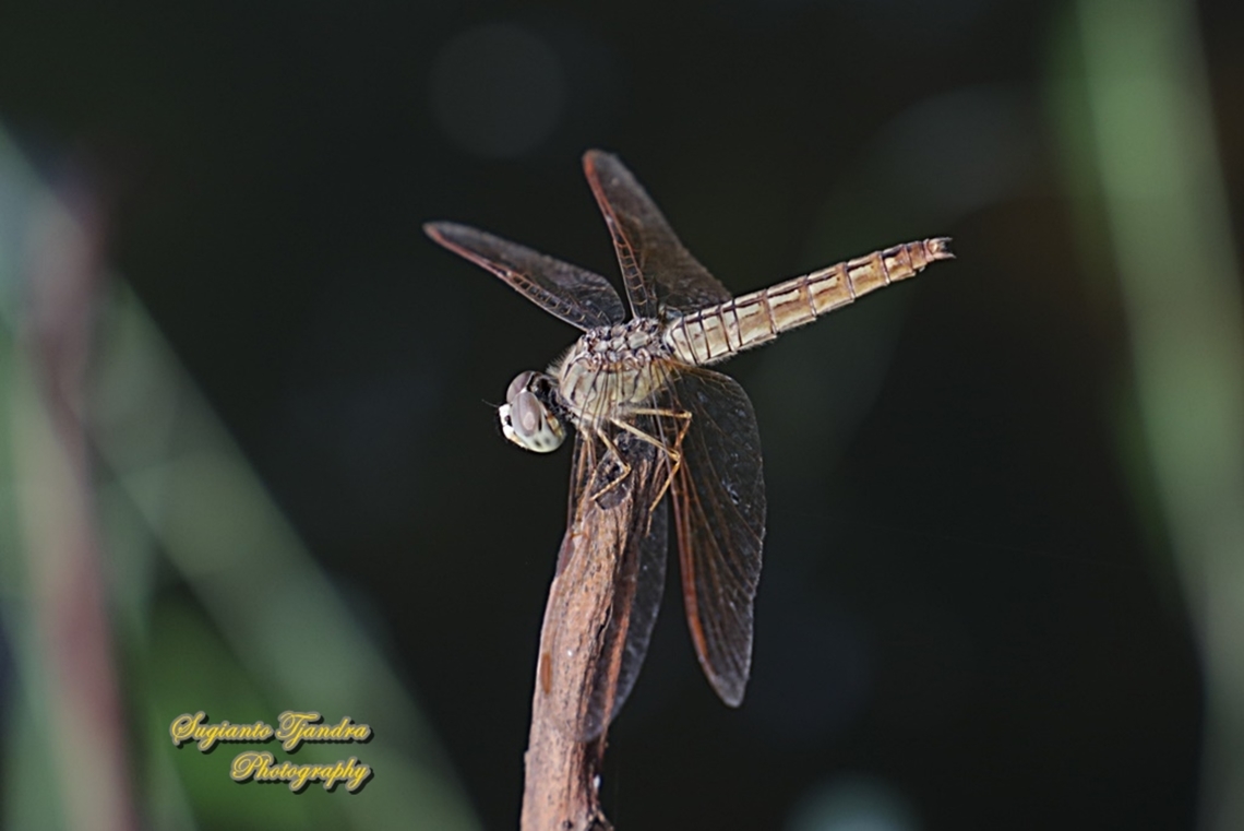 Ditch jewel, Brachythemis contaminata, family Libellulidae  Brachythemis contaminata,Ditch Jewel,Geotagged,Indonesia,Summer