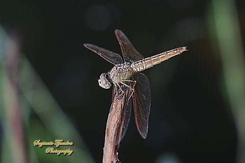 Ditch jewel, Brachythemis contaminata, family Libellulidae  Brachythemis contaminata,Ditch Jewel,Geotagged,Indonesia,Summer