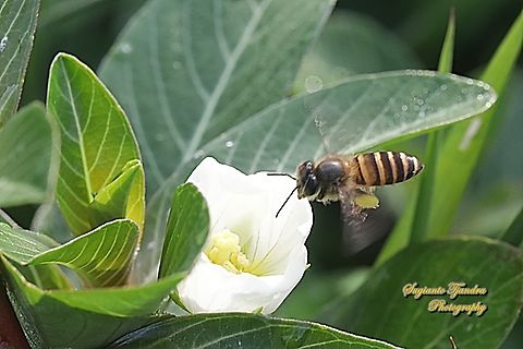 Asian Honey Bee, Apis cerana "Looking for nectar on the Water primrose flower, Ludwigia adscendens"  Apis cerana,Eastern honey bee,Geotagged,Indonesia,Summer