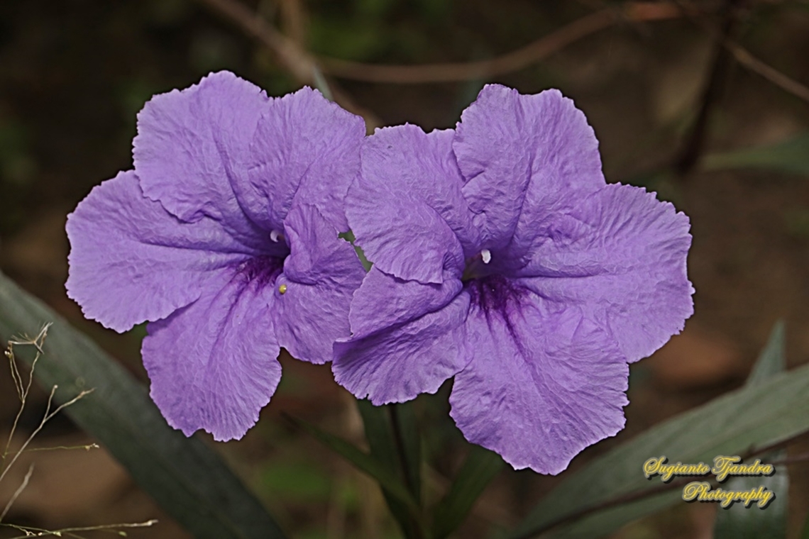 Mexican petunia flower, Ruellia simplex  Geotagged,Indonesia,Ruellia simplex,Summer,ruella simplex