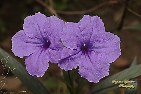 Mexican petunia flower, Ruellia simplex  Geotagged,Indonesia,Ruellia simplex,Summer,ruella simplex