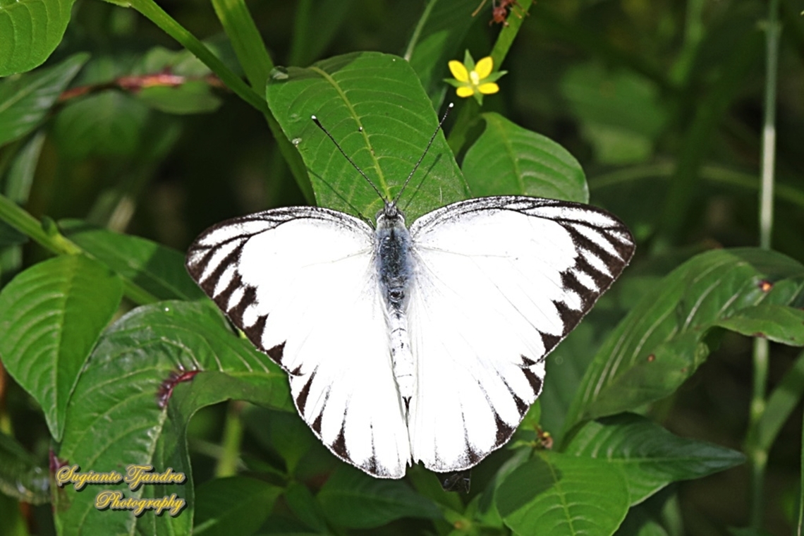 Striped Albatross Butterfly, Appias olferna olferna - male  Appias olferna,Eastern striped albatross,Geotagged,Indonesia,Summer