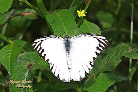 Striped Albatross Butterfly, Appias olferna olferna - male  Appias olferna,Eastern striped albatross,Geotagged,Indonesia,Summer