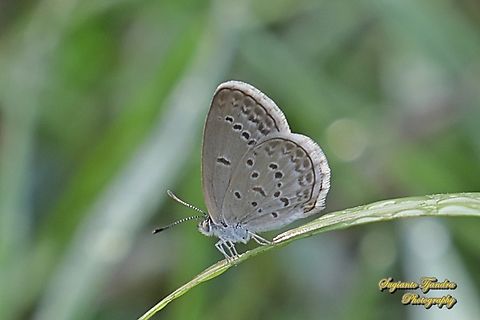 Lesser Grass Blue, Zizina otis annetta  Geotagged,Indonesia,Lesser grass blue,Summer,Zizina otis