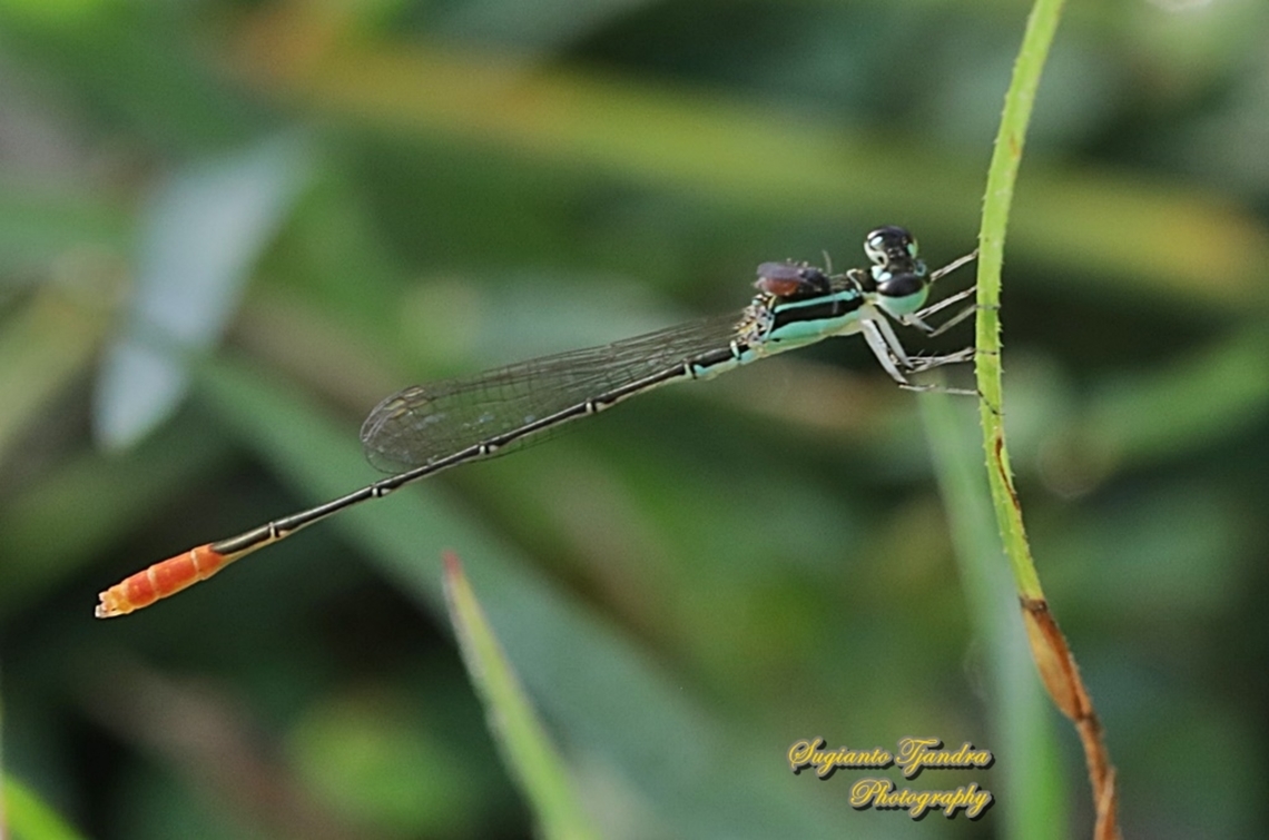 Damselfly, the variable wisp, Agriocnemis femina, male  Agriocnemis femina,Geotagged,Indonesia,Summer,Variable wisp
