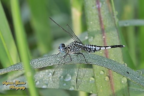 Trumpet tail dragonfly, Acisoma panorpoides - male  Acisoma panorpoides,Geotagged,Grizzled pintail,Indonesia,Summer