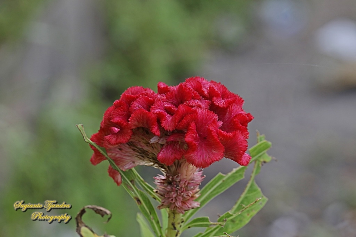 Cockscomb flower, Celosia argentea var. cristata, family Amaranthaceae  Celosia argentea,Geotagged,Indonesia,Quail Grass,Summer