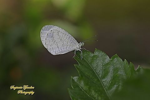The psyche butterfly, Leptosia nina chlorographa, family Pieridae  Geotagged,Indonesia,Leptosia nina,Psyche,Summer