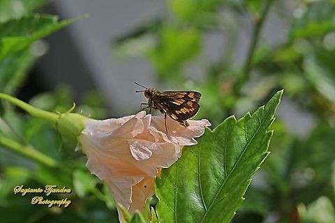Skipper Butterfly - The Lesser Dart, Potanthus omaha "standing on the Hibiscus flower"  Geotagged,Indonesia,Lesser dart,Potanthus omaha,Summer