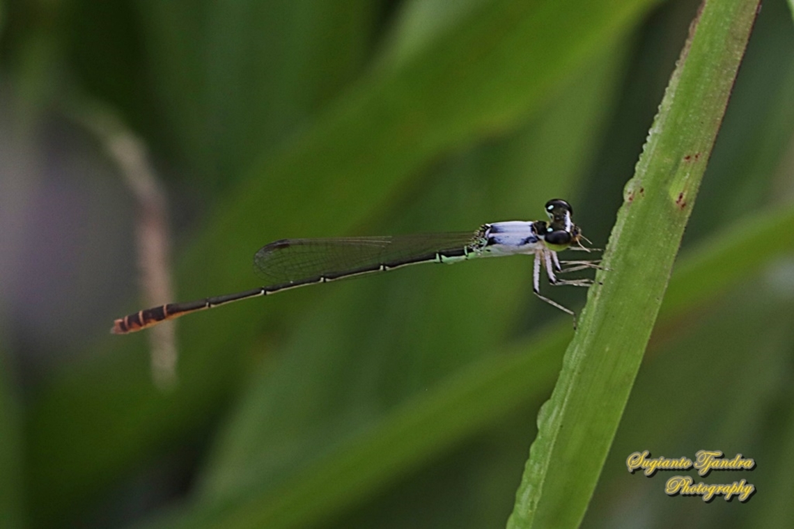 Damselfly, the variable wisp, Agriocnemis femina, male mature  Agriocnemis femina,Geotagged,Indonesia,Summer,Variable wisp