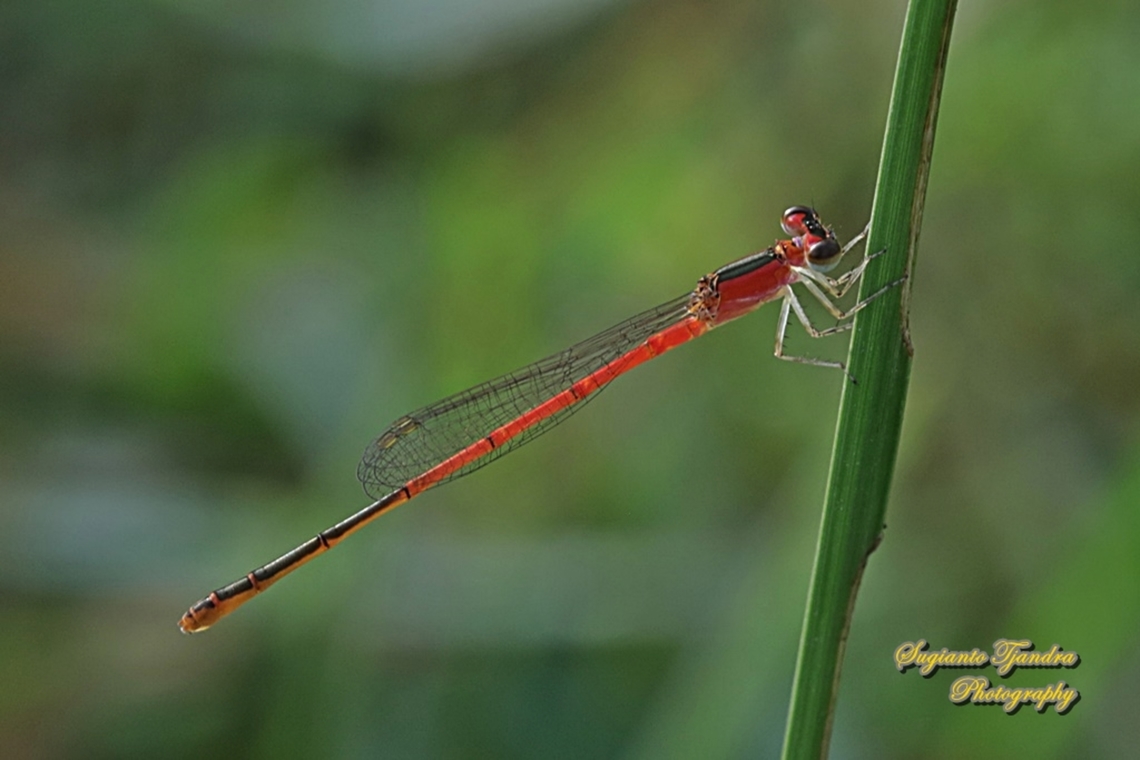Damselfly, the variable wisp, Agriocnemis femina, female  Agriocnemis femina,Geotagged,Indonesia,Summer,Variable wisp
