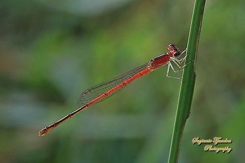 Damselfly, the variable wisp, Agriocnemis femina, female  Agriocnemis femina,Geotagged,Indonesia,Summer,Variable wisp