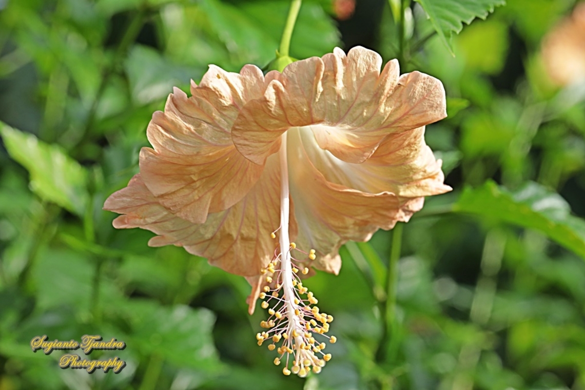 Hibiscus flower/Kembang Sepatu, Hibiscus rosa-sinensis  Chinese hibiscus,Geotagged,Hibiscus rosa-sinensis,Indonesia,Summer