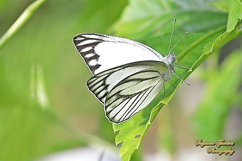 Striped Albatross Butterfly, Appias olferna olferna - male  Appias olferna,Eastern striped albatross,Geotagged,Indonesia,Summer