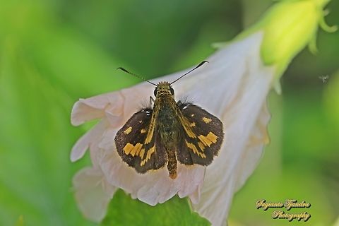 Skipper Butterfly - The Lesser Dart, Potanthus omaha "standing on the Hibiscus flower"  Geotagged,Indonesia,Lesser dart,Potanthus omaha,Summer