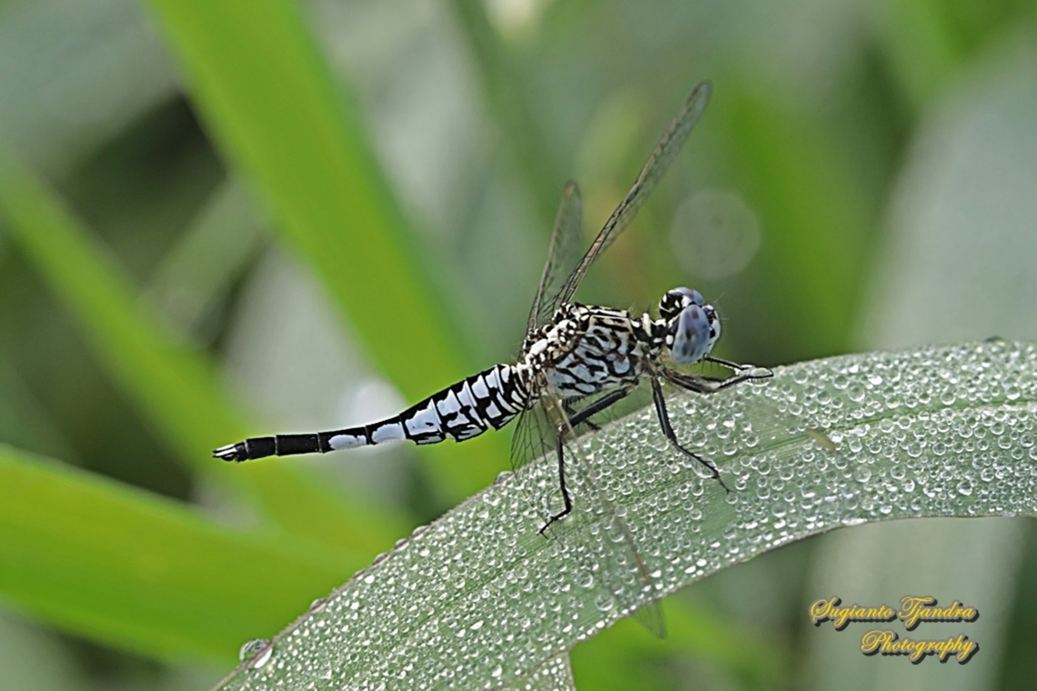 Trumpet tail dragonfly, Acisoma panorpoides - male  Acisoma panorpoides,Geotagged,Grizzled pintail,Indonesia,Summer