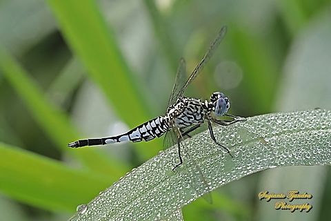 Trumpet tail dragonfly, Acisoma panorpoides - male  Acisoma panorpoides,Geotagged,Grizzled pintail,Indonesia,Summer