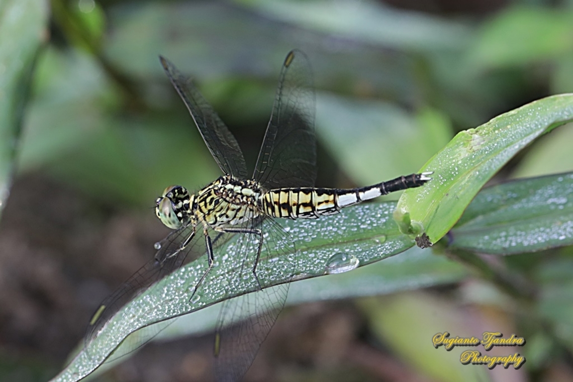 Trumpet tail dragonfly, Acisoma panorpoides - female  Acisoma panorpoides,Geotagged,Grizzled pintail,Indonesia,Summer