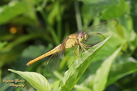 The Scarlet Skimmer Dragonfly, Crocothemis servilia servilia - Female  Crocothemis servilia,Geotagged,Indonesia,Scarlet Skimmer,Summer