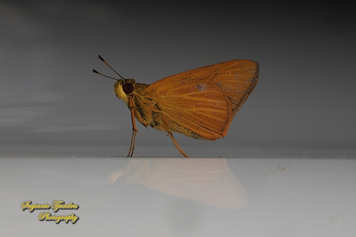 Skipper Butterfly, The Plain Yellow Lancer, Xanthoneura corissa patmapana  Geotagged,Indonesia,Plain Yellow Lancer,Summer,Xanthoneura corissa