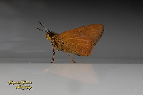 Skipper Butterfly, The Plain Yellow Lancer, Xanthoneura corissa patmapana  Geotagged,Indonesia,Plain Yellow Lancer,Summer,Xanthoneura corissa