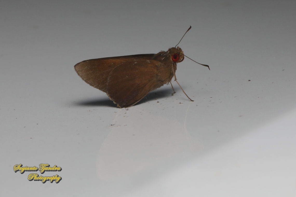 Skipper Butterfly, the common redeye (Matapa Aria)  Common Redeye,Geotagged,Indonesia,Matapa aria,Summer