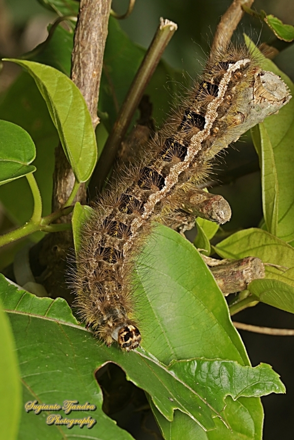 Moth caterpillar  Geotagged,Indonesia,Summer