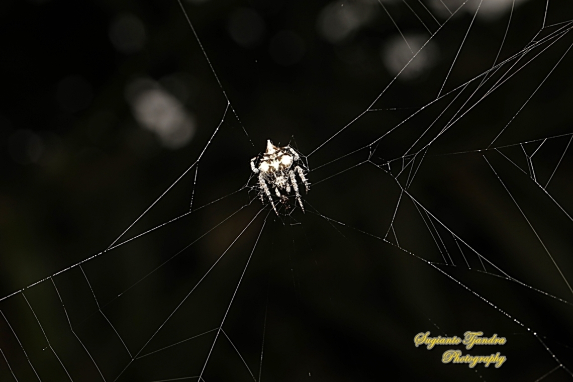 Orb-weaver Spider, Eriovixia laglaizei  Eriovixia laglaizei,Geotagged,Indonesia,Summer