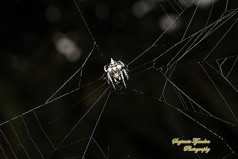Orb-weaver Spider, Eriovixia laglaizei  Eriovixia laglaizei,Geotagged,Indonesia,Summer