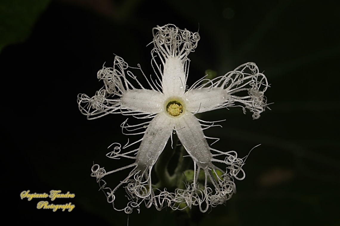 Snake gourd, Trichosanthes anguina, family Cucurbitaceae  Geotagged,Indonesia,Snake gourd,Summer,Trichosanthes cucumerina