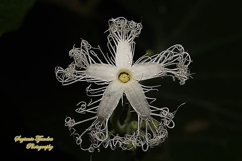 Snake gourd, Trichosanthes anguina, family Cucurbitaceae  Geotagged,Indonesia,Snake gourd,Summer,Trichosanthes cucumerina